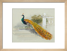 Load image into Gallery viewer, Myles Birket Foster, Peacock