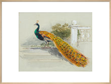 Load image into Gallery viewer, Myles Birket Foster, Peacock