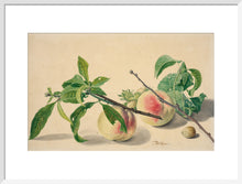 Load image into Gallery viewer, Michiel van Huysum, Still life with peaches and hazlenuts