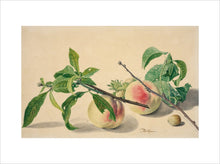 Load image into Gallery viewer, Michiel van Huysum, Still life with peaches and hazlenuts