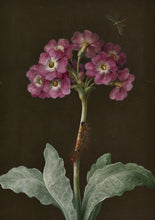 Load image into Gallery viewer, Merian Primula Greetings Card
