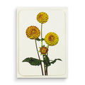 Greetings Card Dahlia