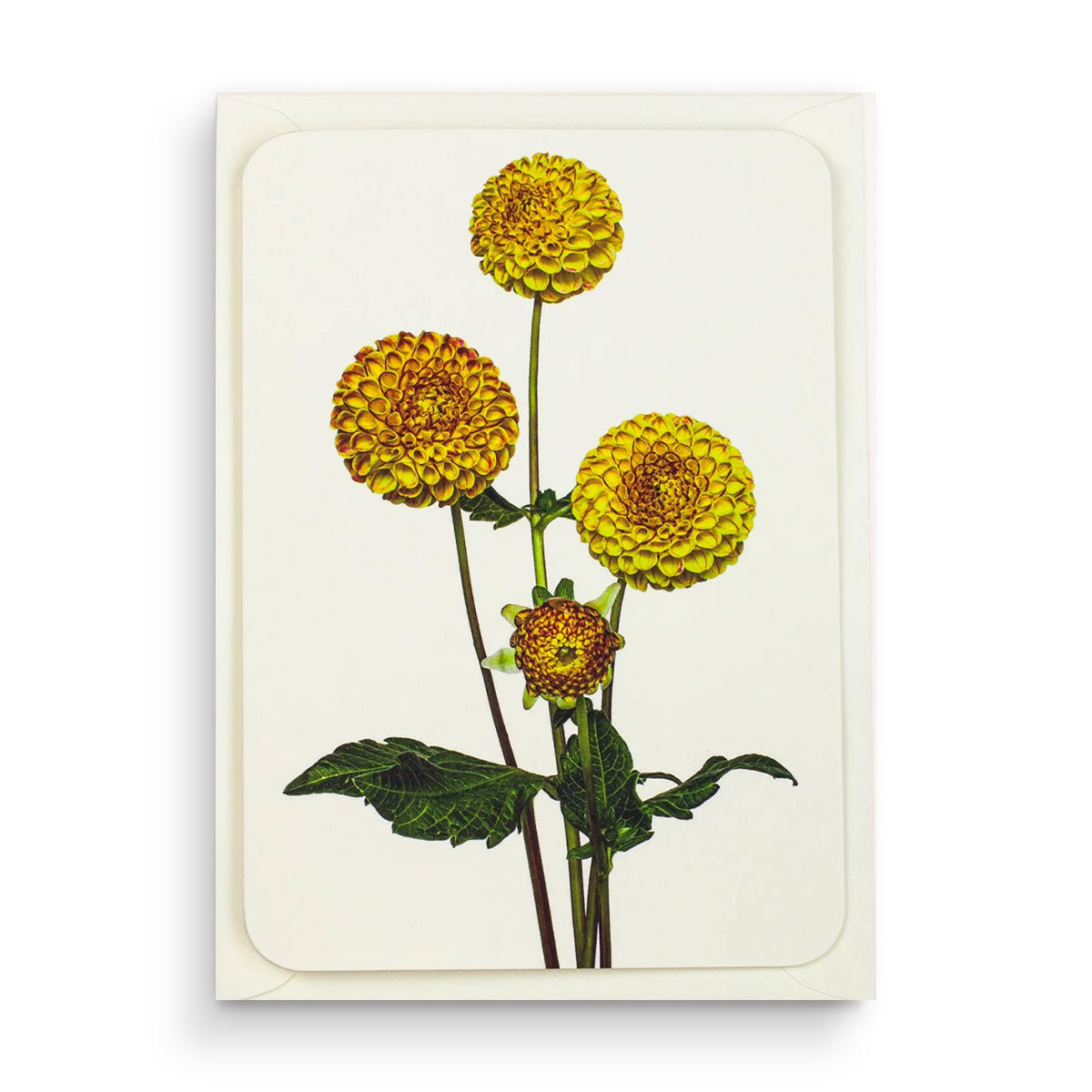 Greetings Card Dahlia