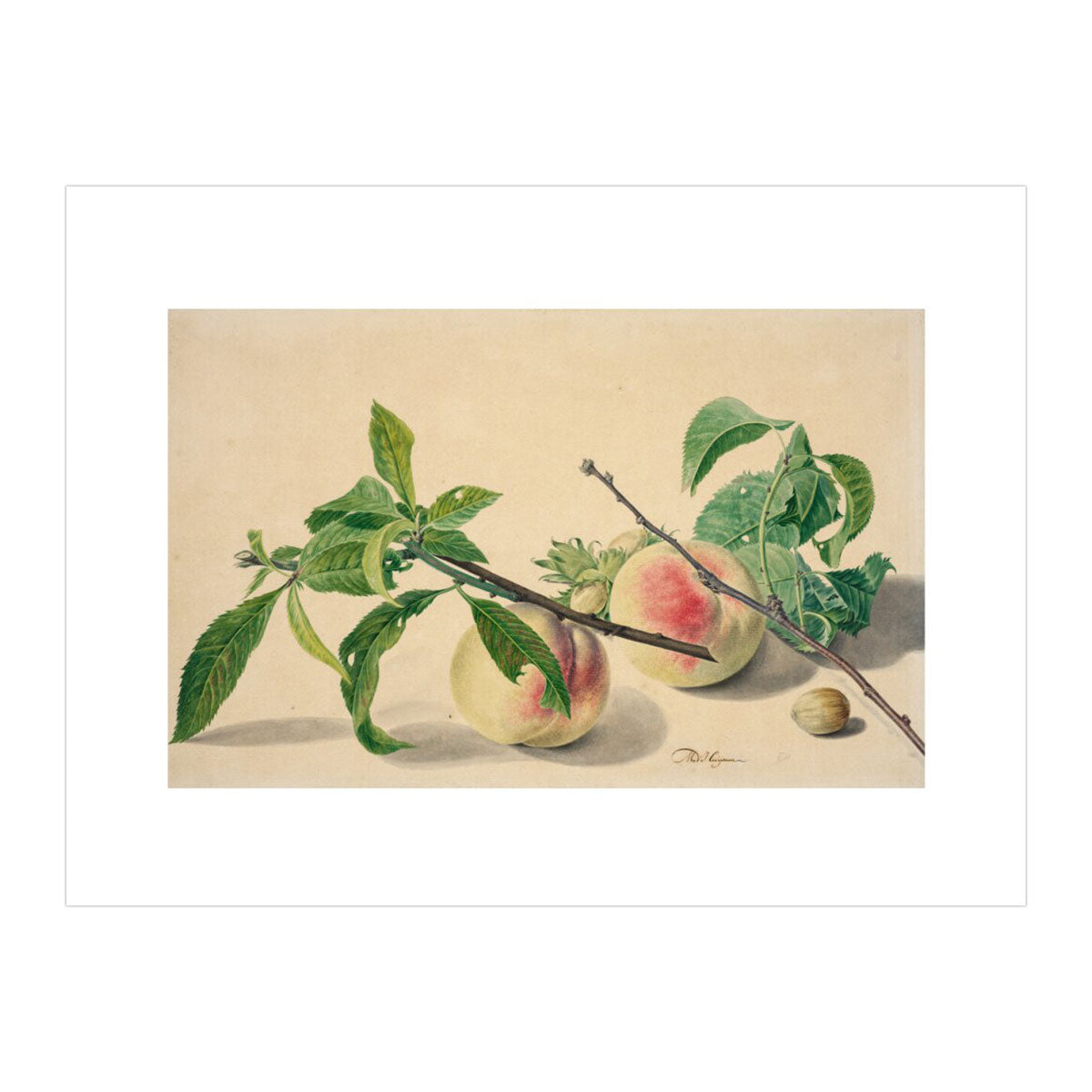 Still life with peaches and hazlenuts