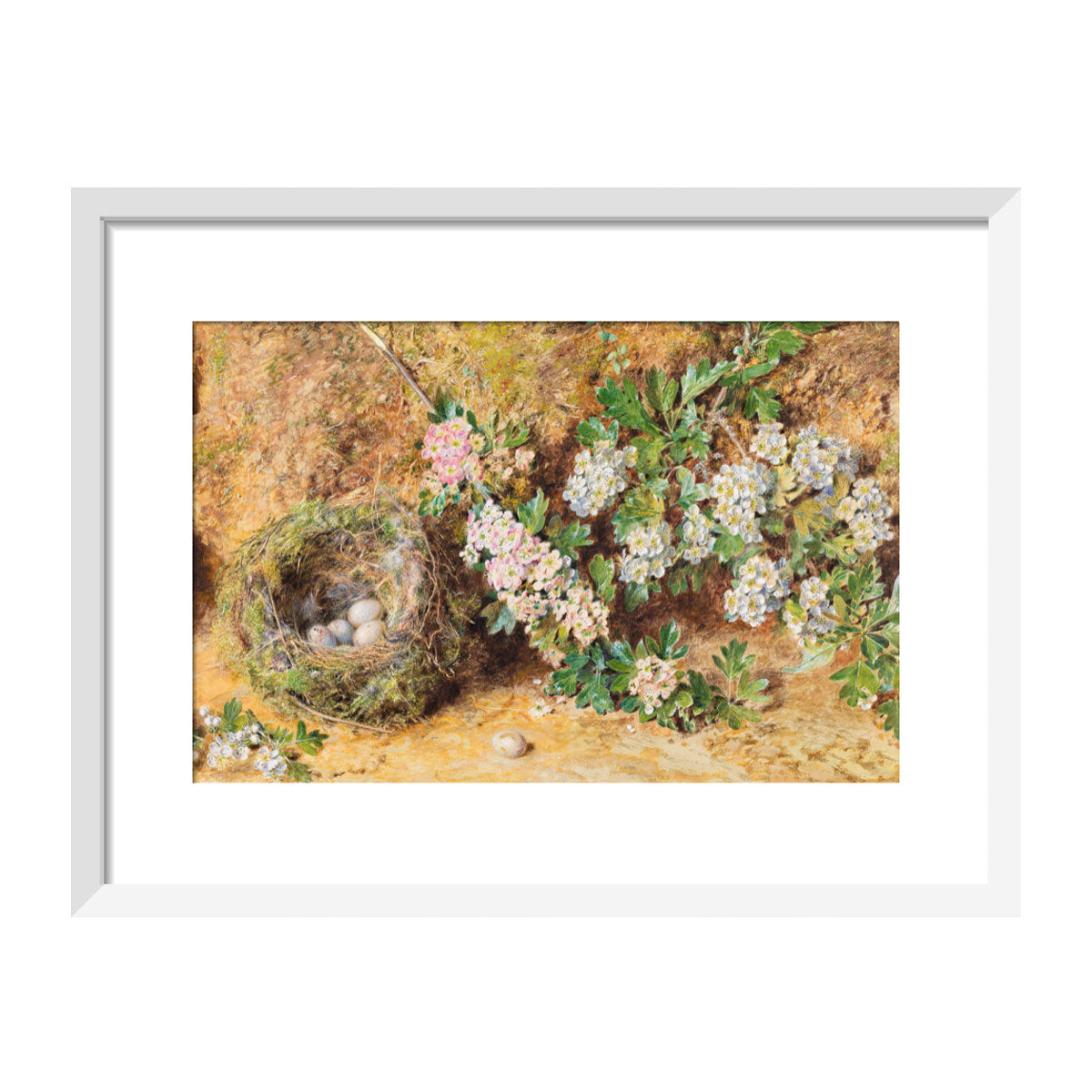 Chaffinch Nest and May Blossom