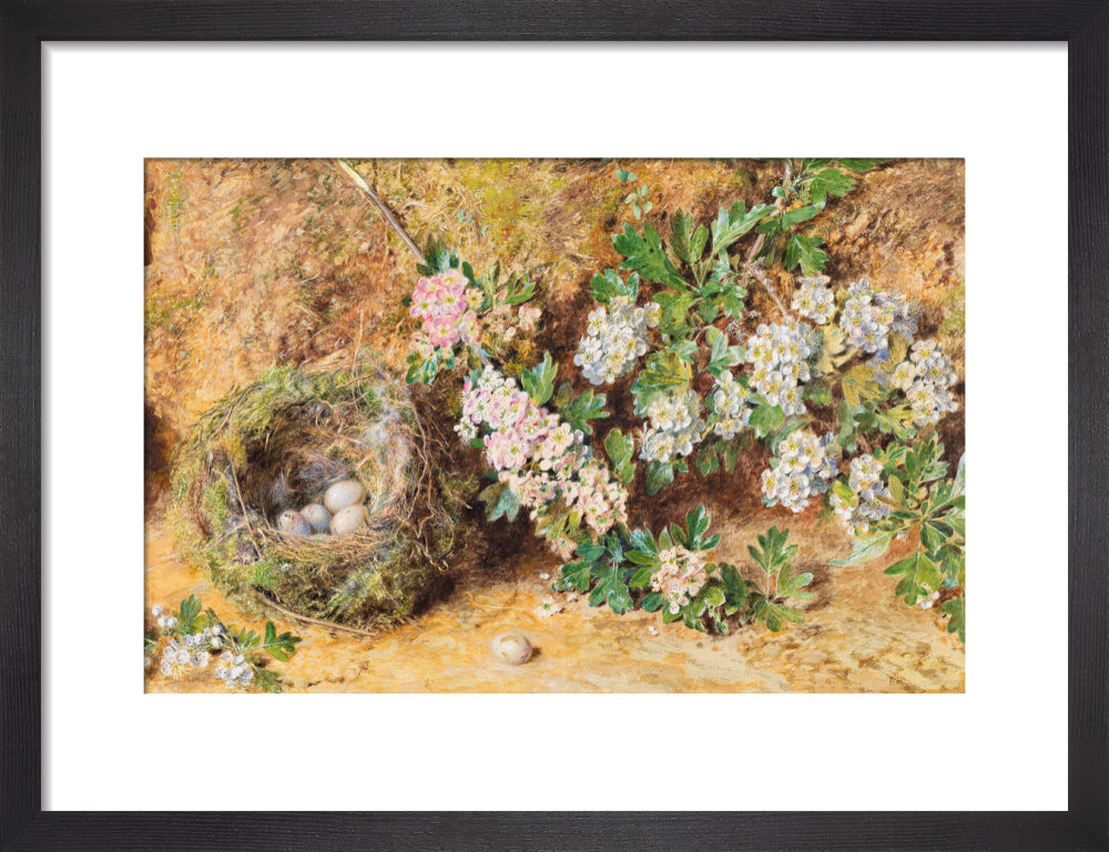 William Henry Hunt, Chaffinch Nest and May Blossom (art print, small, black)