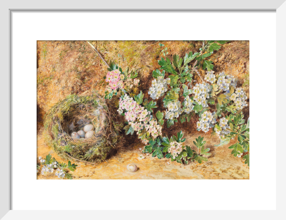 William Henry Hunt, Chaffinch Nest and May Blossom (art print, small, white)