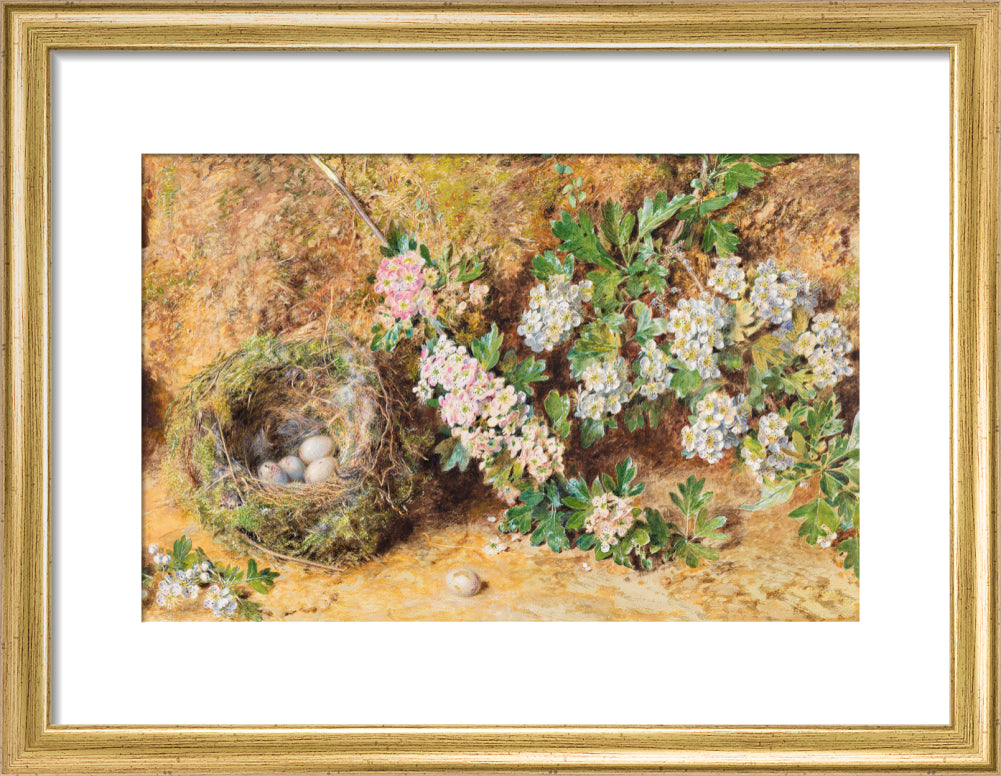 Chaffinch Nest and May Blossom (art print, small, gold)