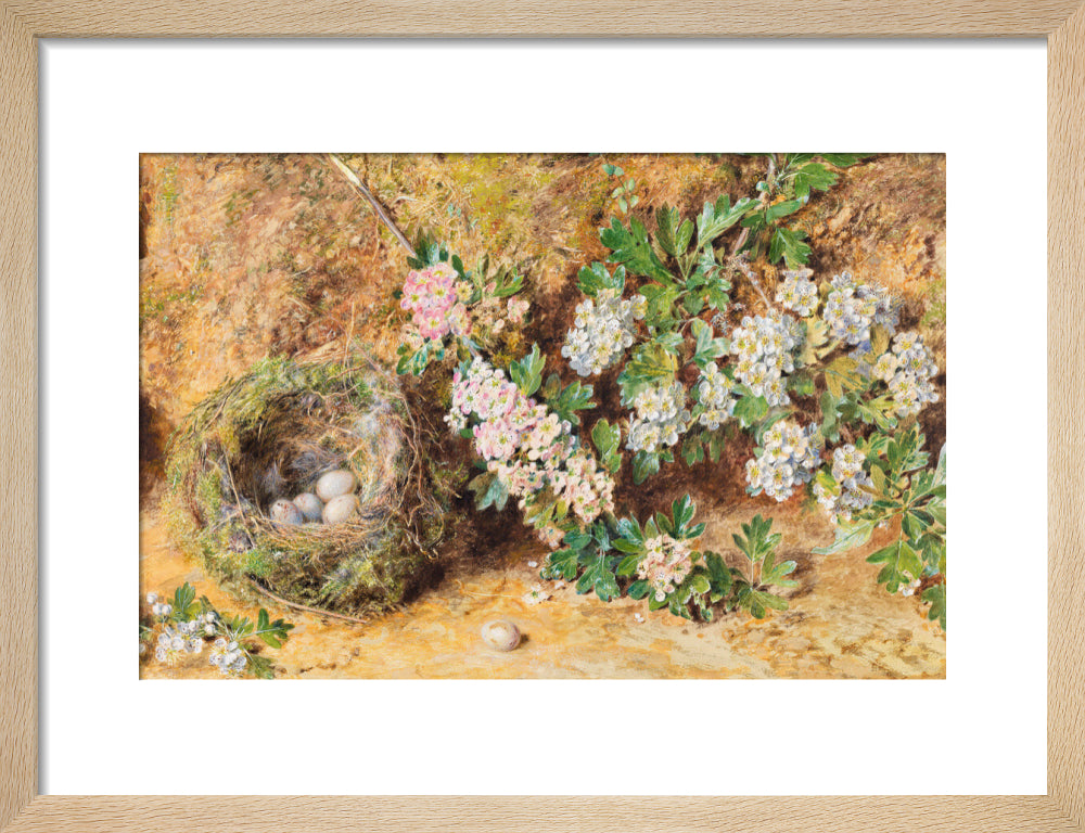 William Henry Hunt, Chaffinch Nest and May Blossom (art print, small, natural)