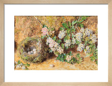 Load image into Gallery viewer, William Henry Hunt, Chaffinch Nest and May Blossom
