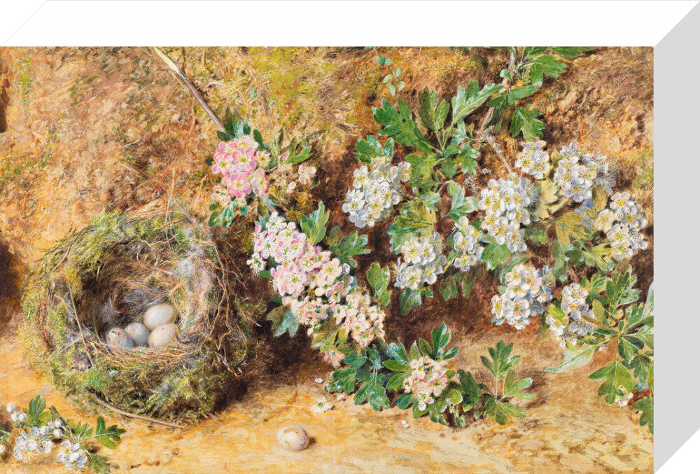 William Henry Hunt, Chaffinch Nest and May Blossom (stretched canvas, small, unframed)