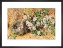 Load image into Gallery viewer, William Henry Hunt, Chaffinch Nest and May Blossom
