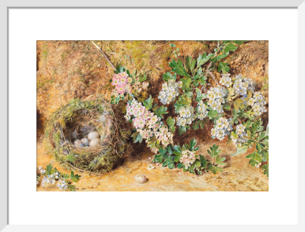 William Henry Hunt, Chaffinch Nest and May Blossom (art print, medium, white)