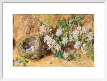 Load image into Gallery viewer, William Henry Hunt, Chaffinch Nest and May Blossom
