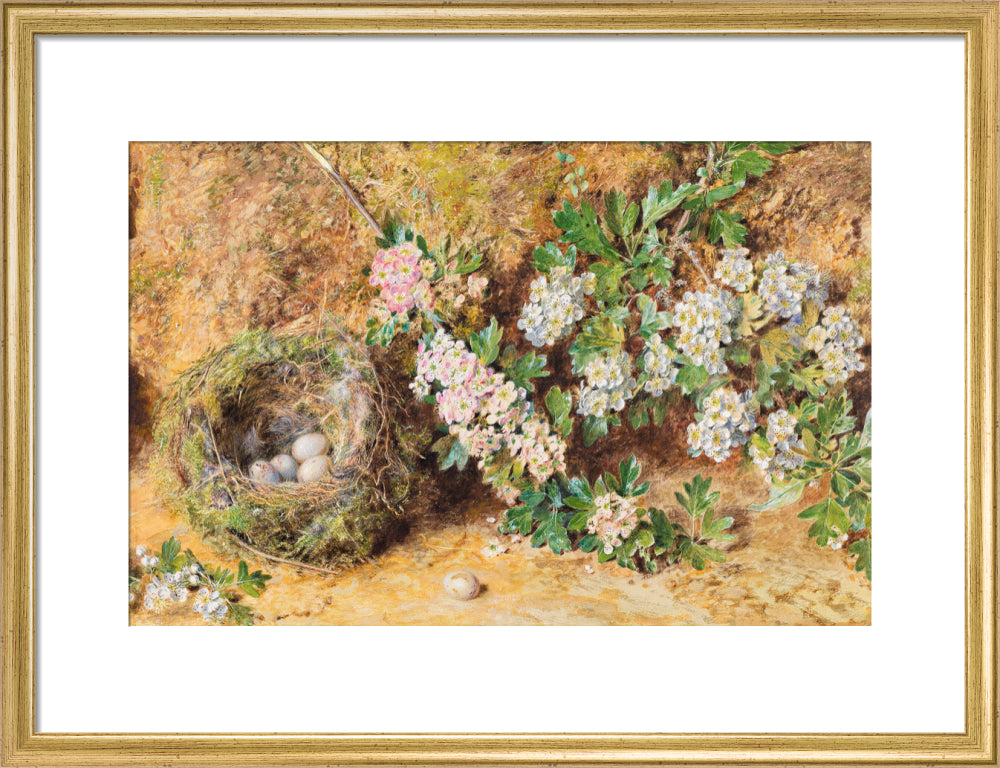 William Henry Hunt, Chaffinch Nest and May Blossom (art print, medium, gold)