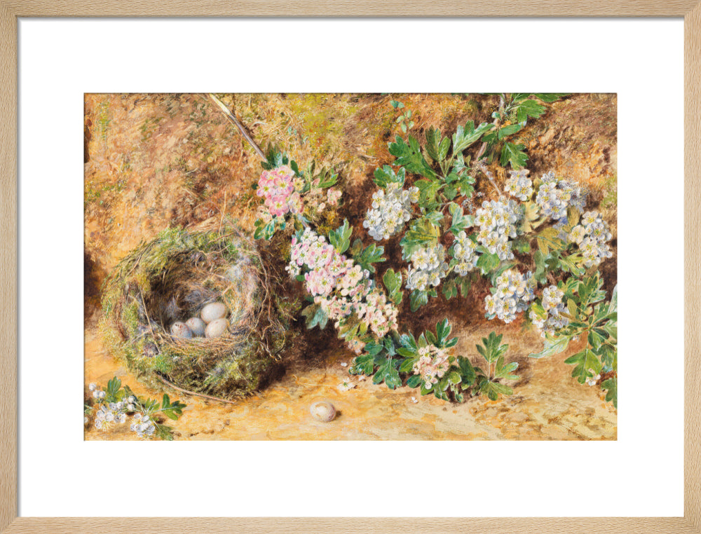 William Henry Hunt, Chaffinch Nest and May Blossom (art print, medium, natural)