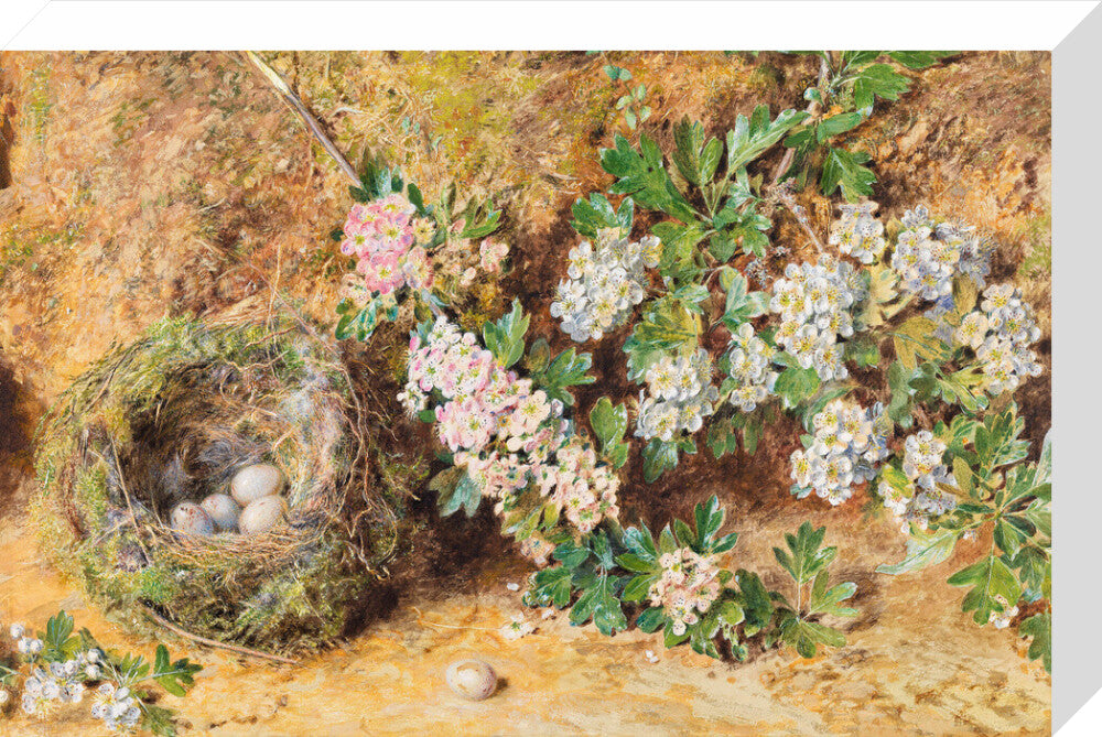 William Henry Hunt, Chaffinch Nest and May Blossom (stretched canvas, medium, unframed)