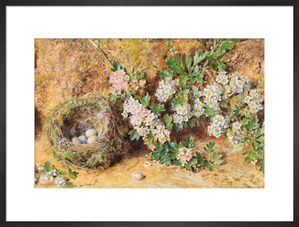 William Henry Hunt, Chaffinch Nest and May Blossom (art print, large, black)