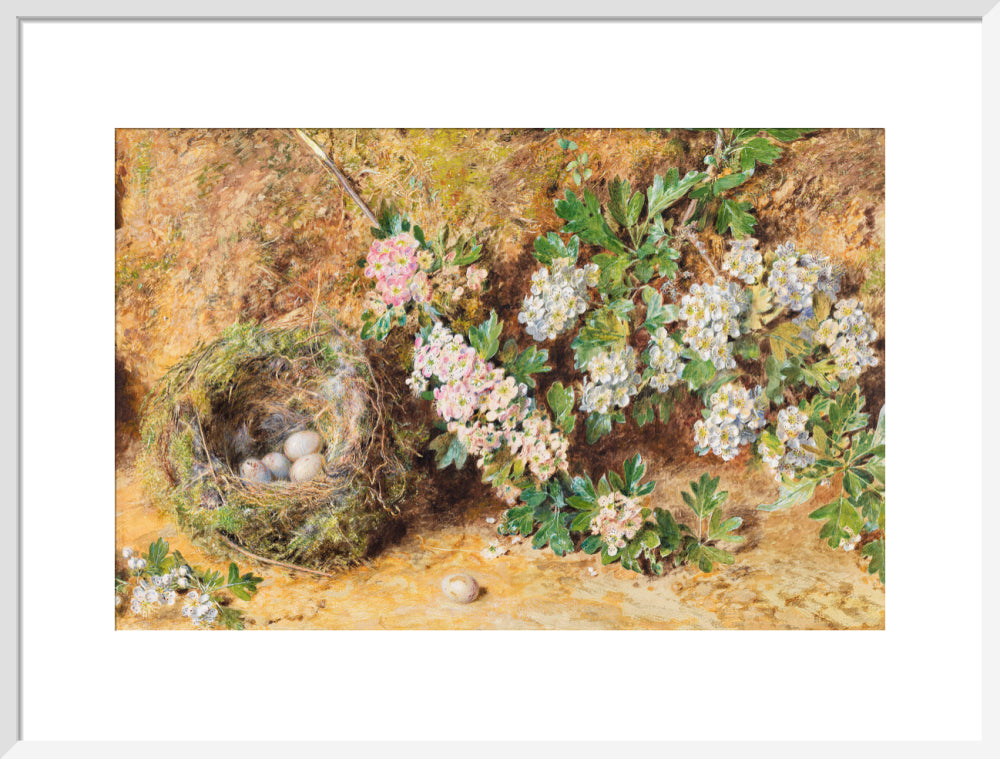 Chaffinch Nest and May Blossom (art print, large, white)