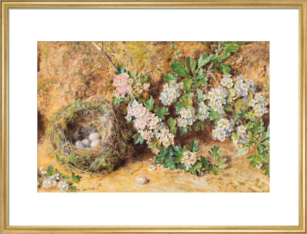 Chaffinch Nest and May Blossom (art print, large, gold)