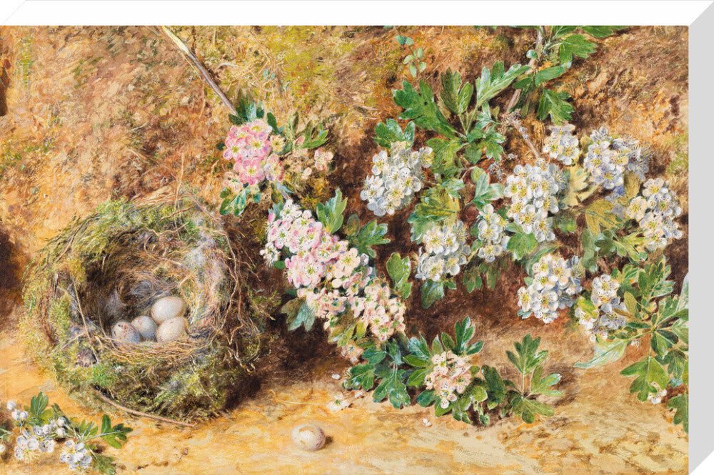 William Henry Hunt, Chaffinch Nest and May Blossom (stretched canvas, large, unframed)