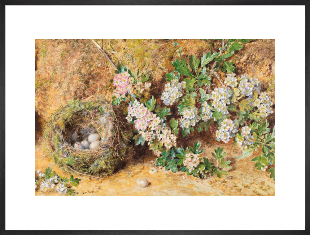 William Henry Hunt, Chaffinch Nest and May Blossom (art print, extra large, black)
