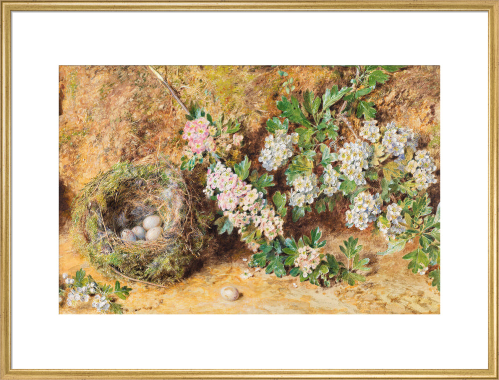William Henry Hunt, Chaffinch Nest and May Blossom (art print, extra large, gold)