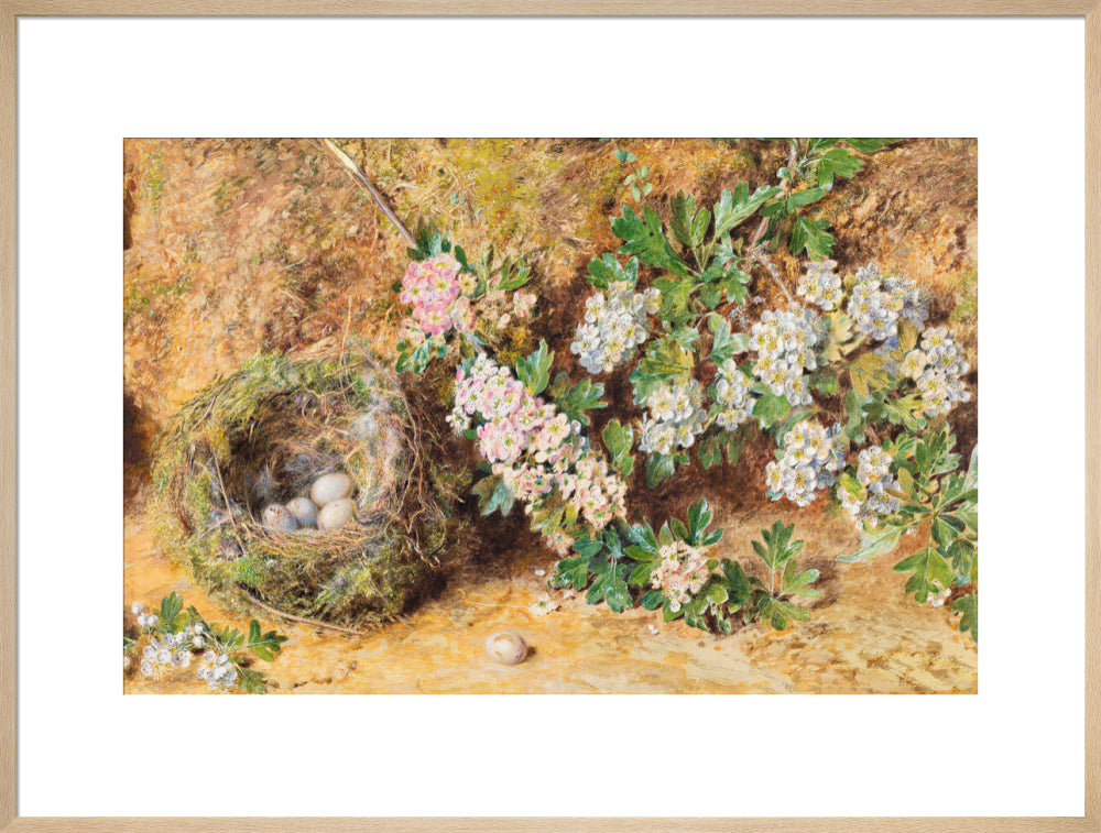 William Henry Hunt, Chaffinch Nest and May Blossom (art print, extra large, natural)