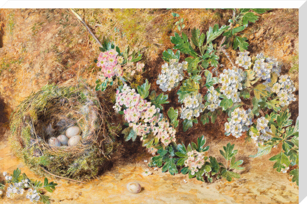 William Henry Hunt, Chaffinch Nest and May Blossom (stretched canvas, extra large, unframed)