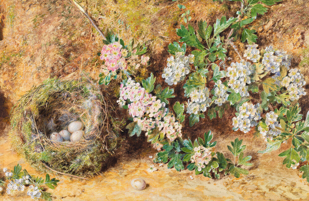 William Henry Hunt, Chaffinch Nest and May Blossom