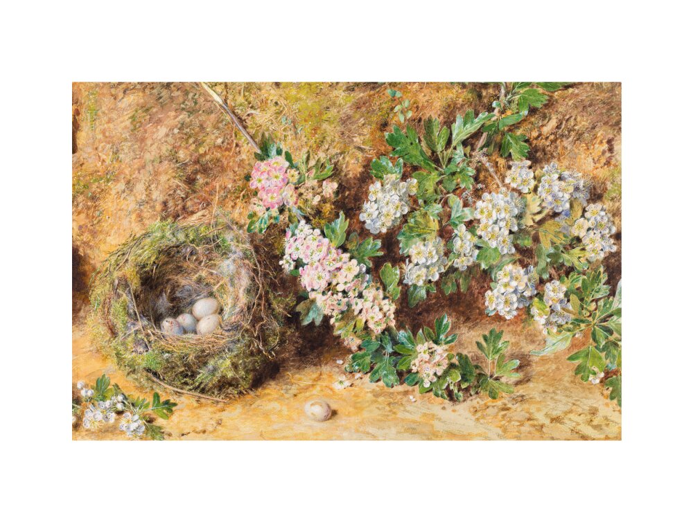 Chaffinch Nest and May Blossom (art print, extra large, unframed)