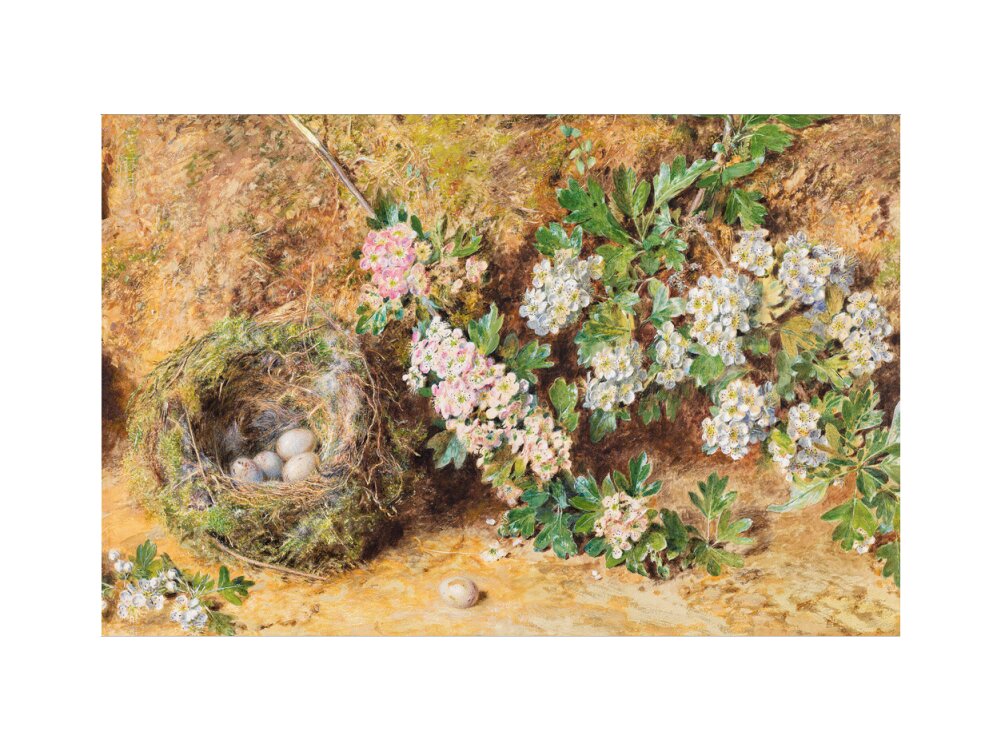 Chaffinch Nest and May Blossom (art print, medium, unframed)