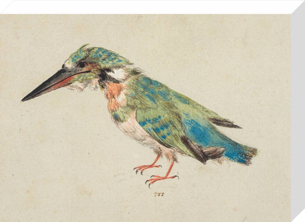 Kingfisher (stretched canvas, medium, unframed)