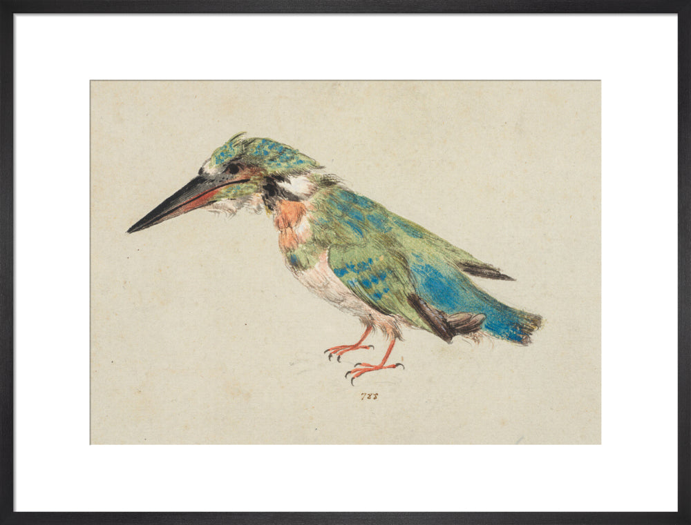 Kingfisher (art print, large, black)