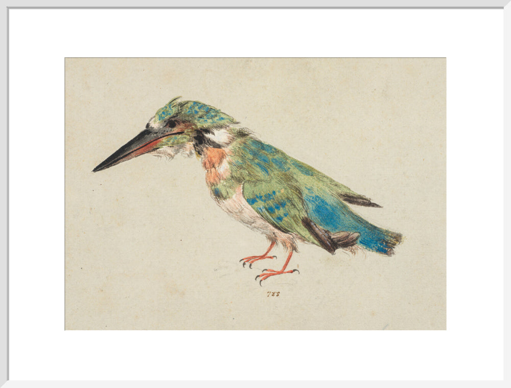 Kingfisher (art print, extra large, white)