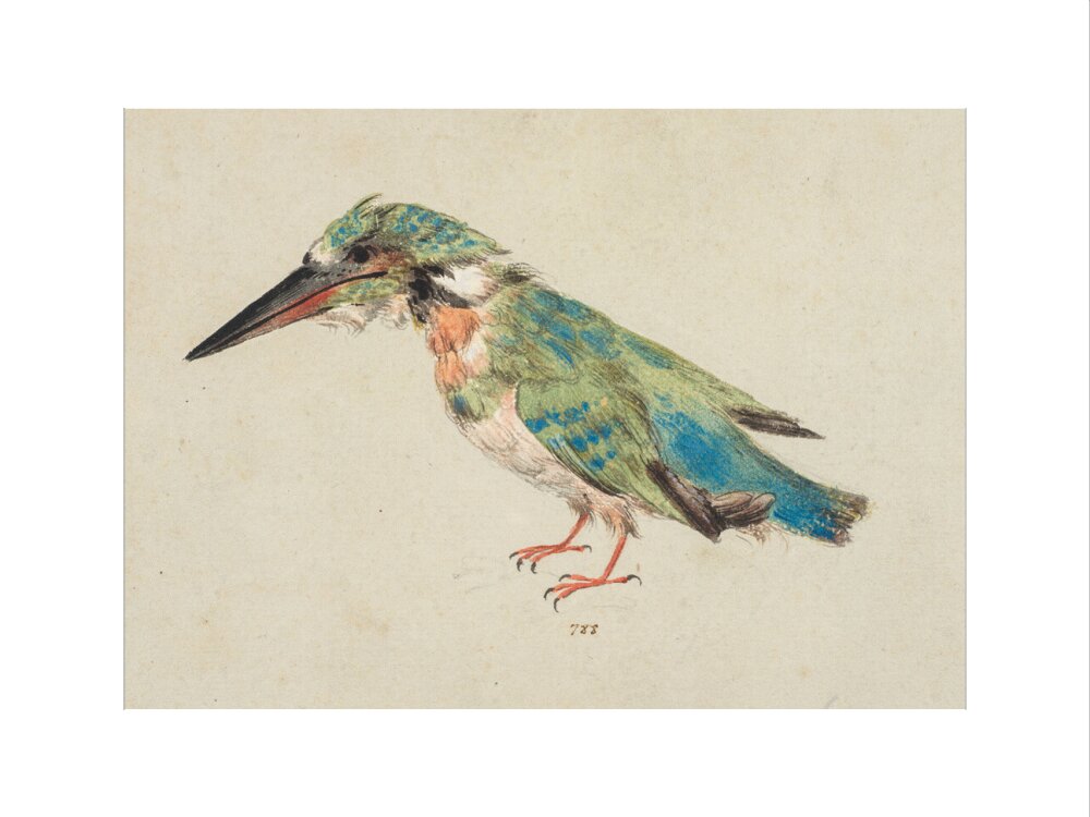 Kingfisher (art print, large, unframed)