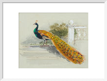 Load image into Gallery viewer, Myles Birket Foster, Peacock
