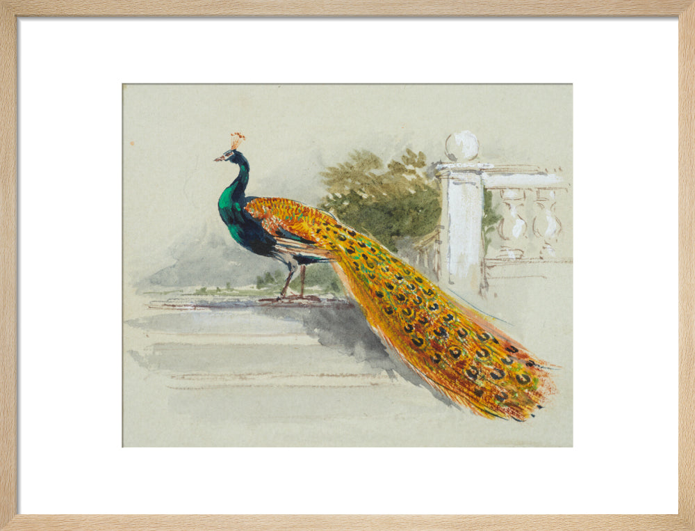 Peacock (art print, medium, natural)