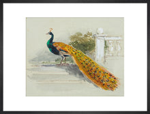 Load image into Gallery viewer, Myles Birket Foster, Peacock
