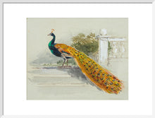 Load image into Gallery viewer, Myles Birket Foster, Peacock

