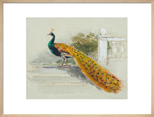 Load image into Gallery viewer, Myles Birket Foster, Peacock
