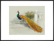 Load image into Gallery viewer, Myles Birket Foster, Peacock
