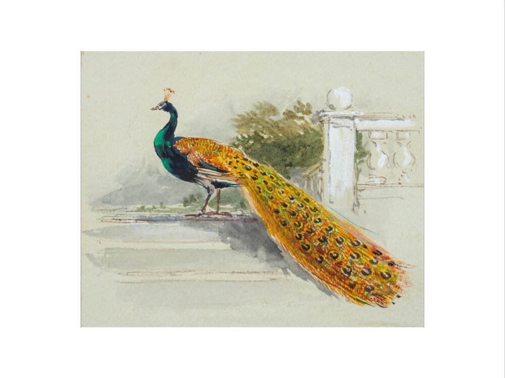 Peacock (art print, small, unframed)