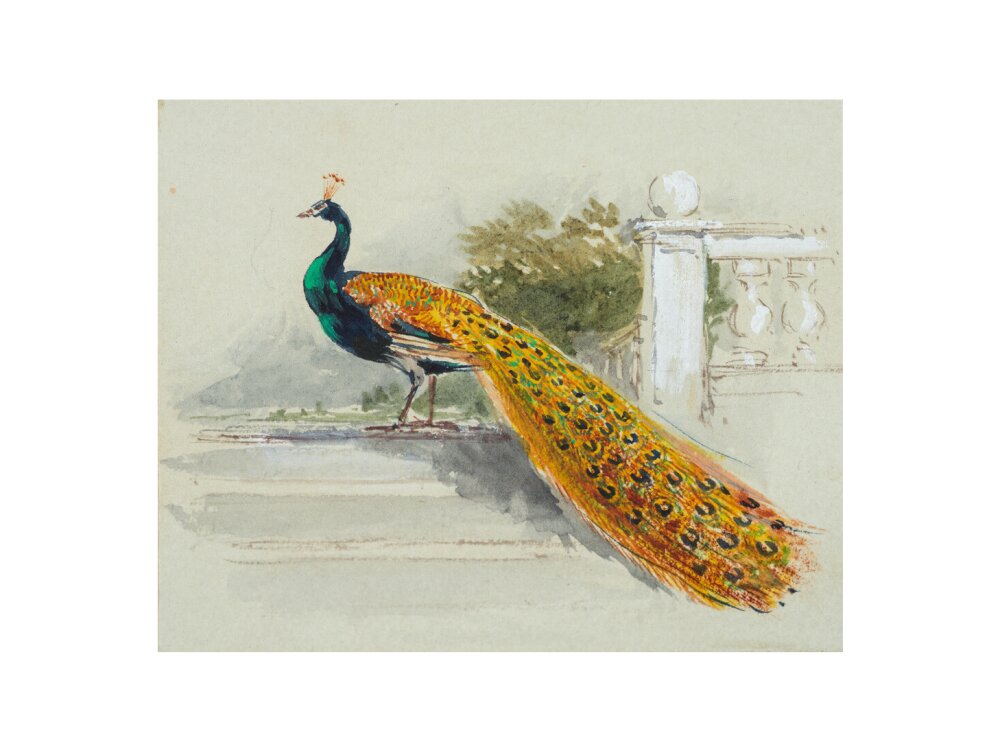 Peacock (art print, medium, unframed)