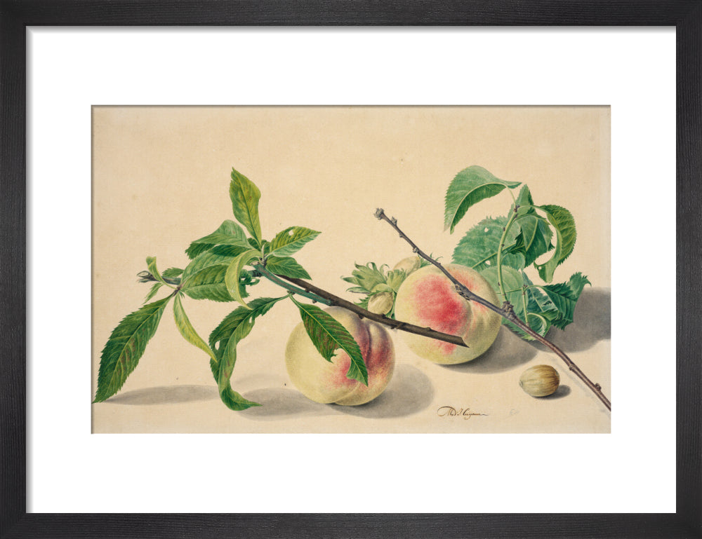 Still life with peaches and hazlenuts (art print, small, black)