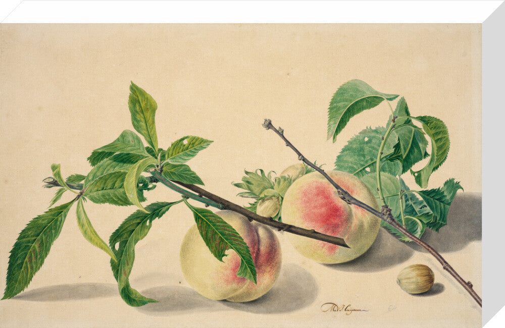 Still life with peaches and hazlenuts (stretched canvas, medium, unframed)