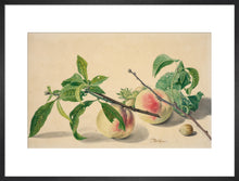 Load image into Gallery viewer, Michiel van Huysum, Still life with peaches and hazlenuts
