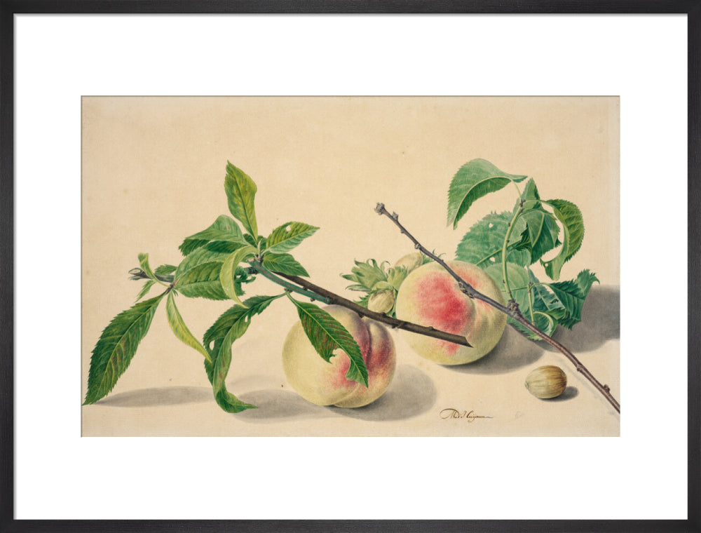 Still life with peaches and hazlenuts (art print, large, black)