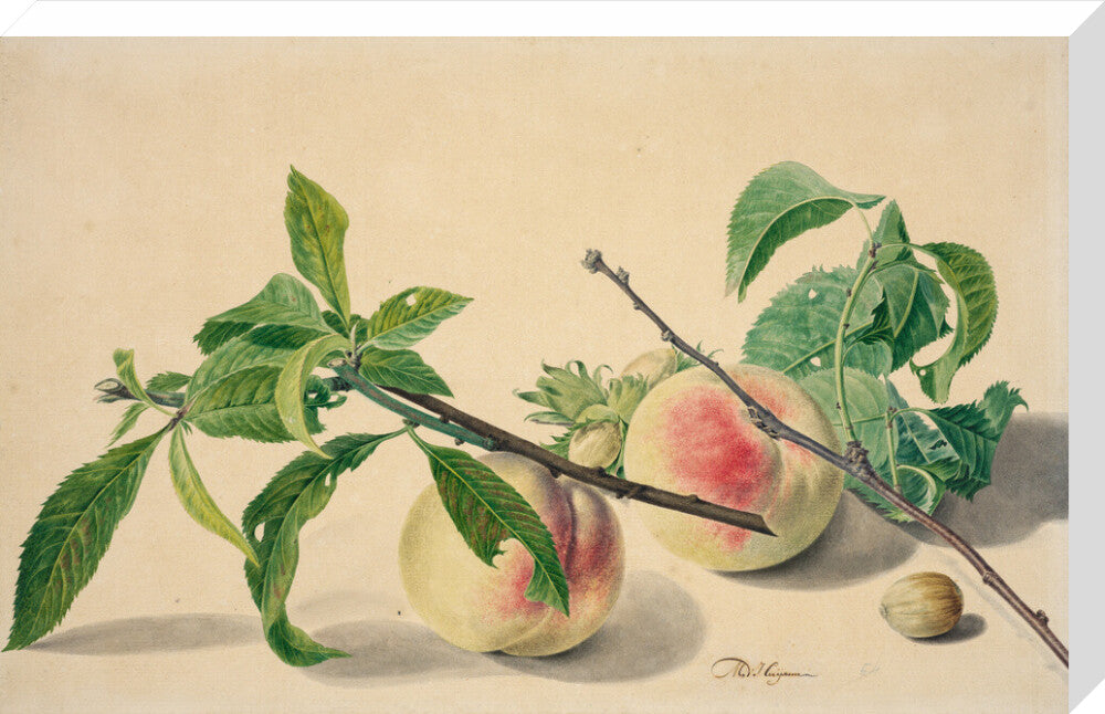 Still life with peaches and hazlenuts (stretched canvas, large, unframed)