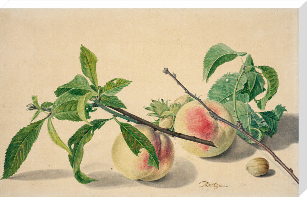 Still life with peaches and hazlenuts (stretched canvas, extra large, unframed)